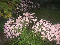 6acee2c3-Picture 004.jpg